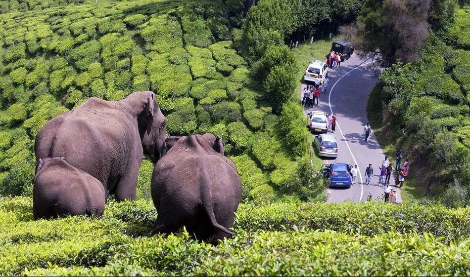 Munnar Alleppey Tour.